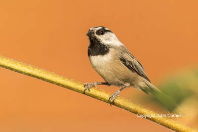 Mountain-Chickadee;One;Poecile-gambeli;avifauna;bird;birds;color-image;color-pho